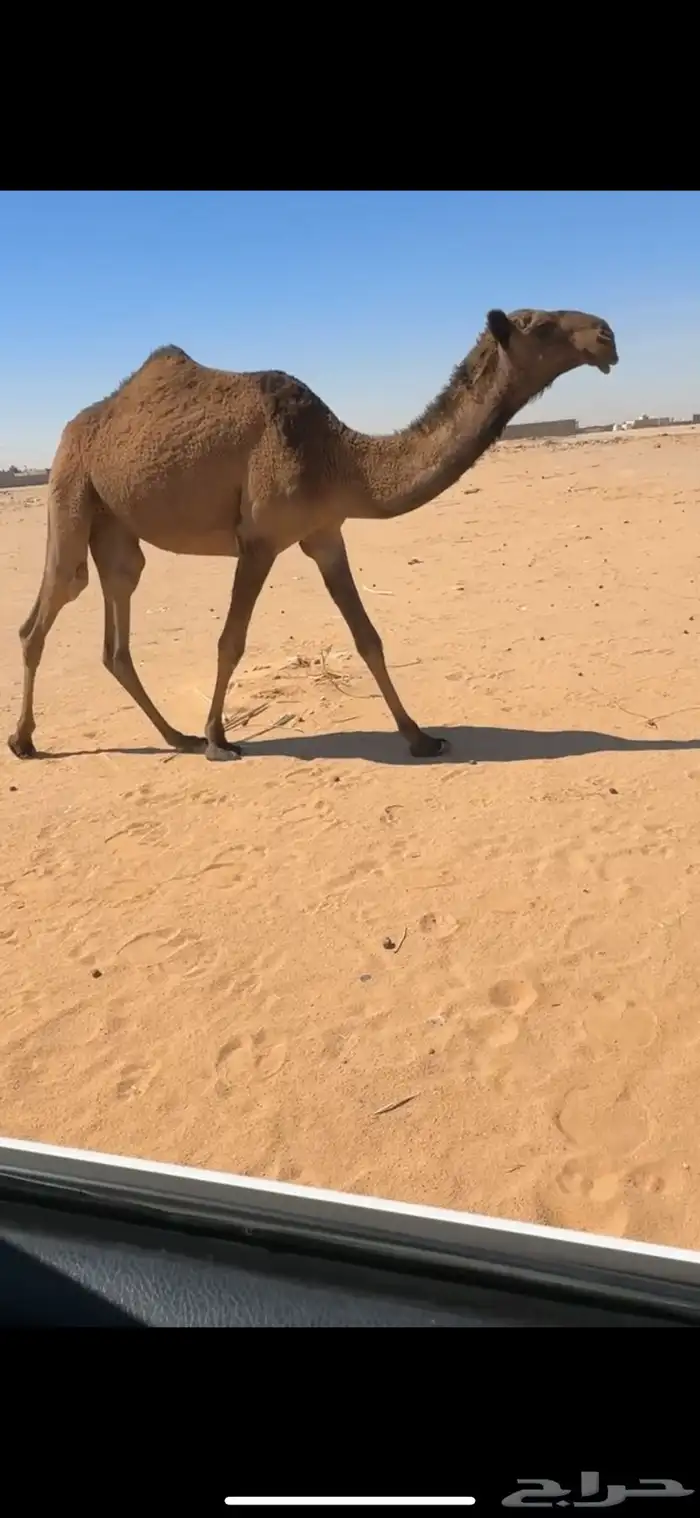 بكرة صفرا طيبه 1