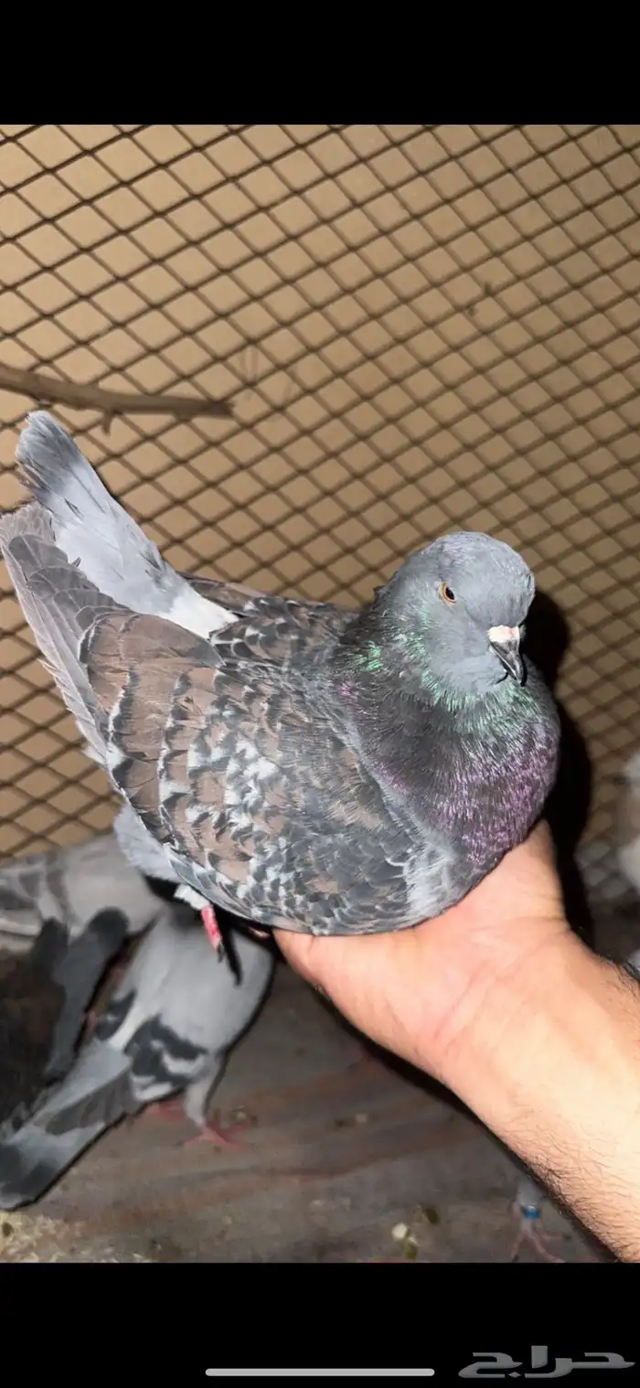 حمام ايطالي وحمام زاجل ايس 7