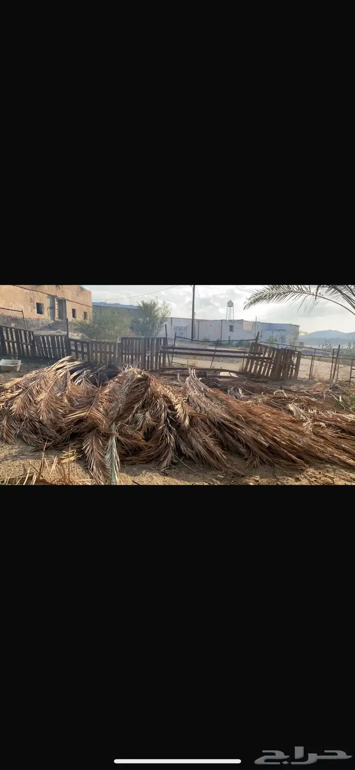 سعف نخل ( عسيب ) للحدائق والزينه 1