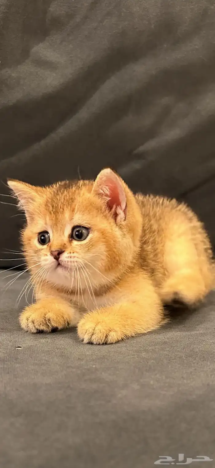 سكوتش ستريت قولد للبيع 5