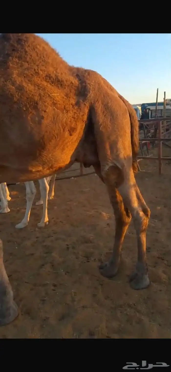 لقحه حمراء ملاقي 2