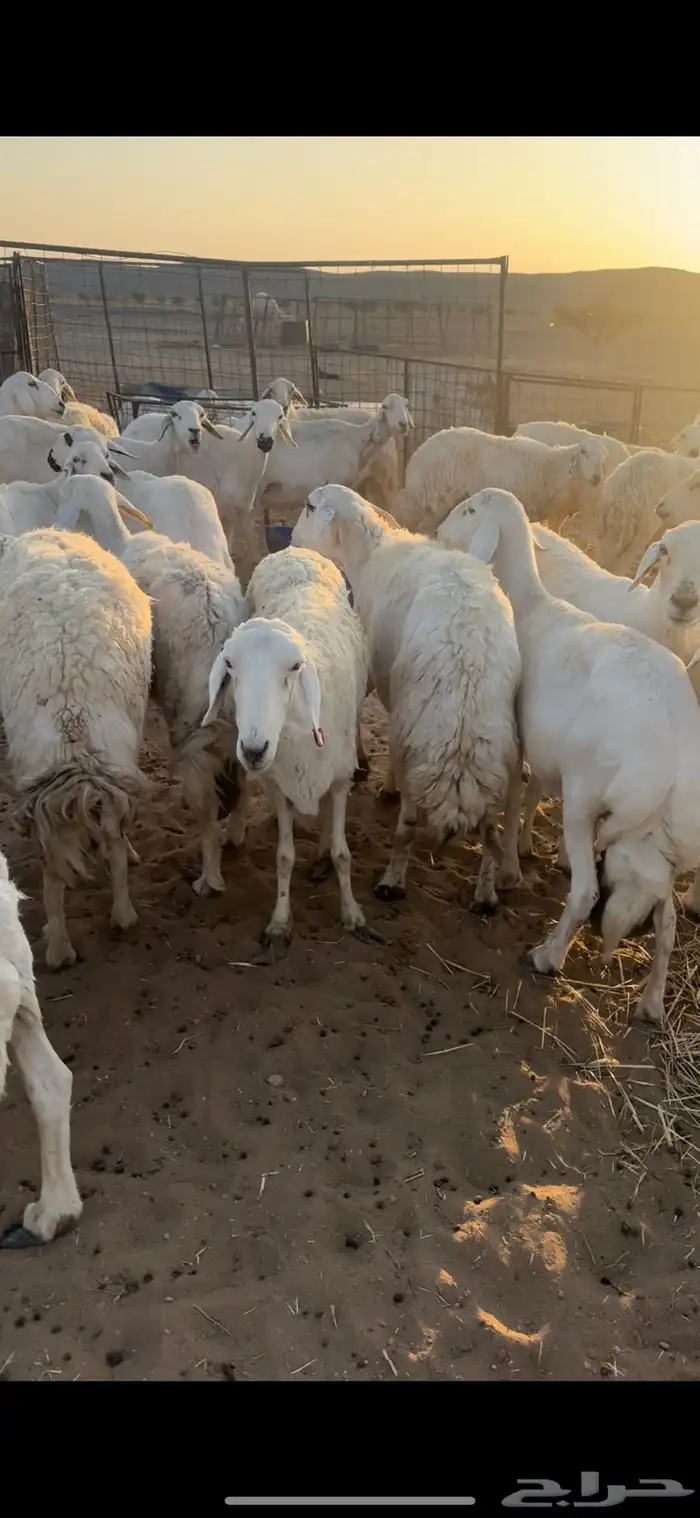 غنم مقاني السوم 900 5