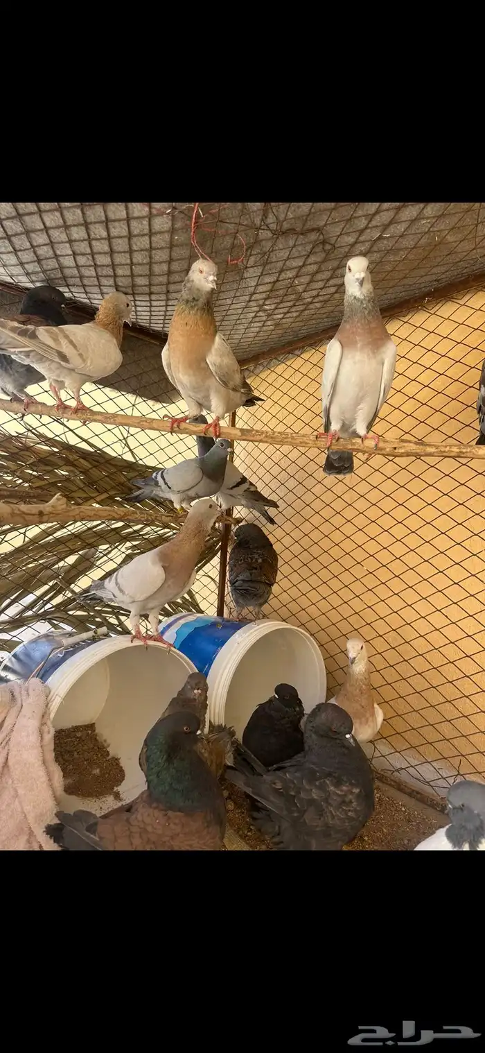 حمام ايطالي وحمام زاجل ايس 8