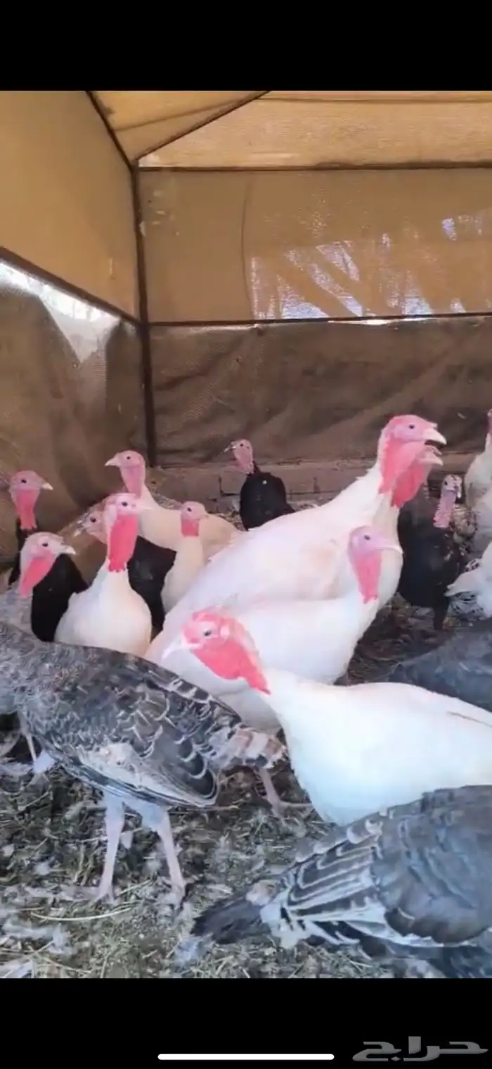 رومي هجين نعام وسوبر جامبو 0