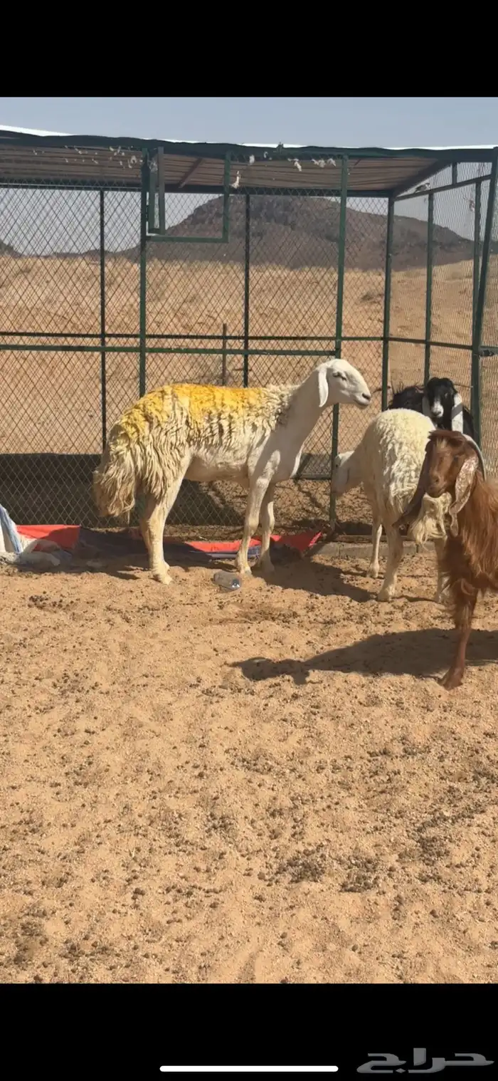 شاه صنف طول وجباره 4