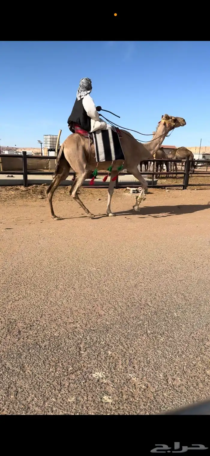 رحول آبل حمرا طيبه 1