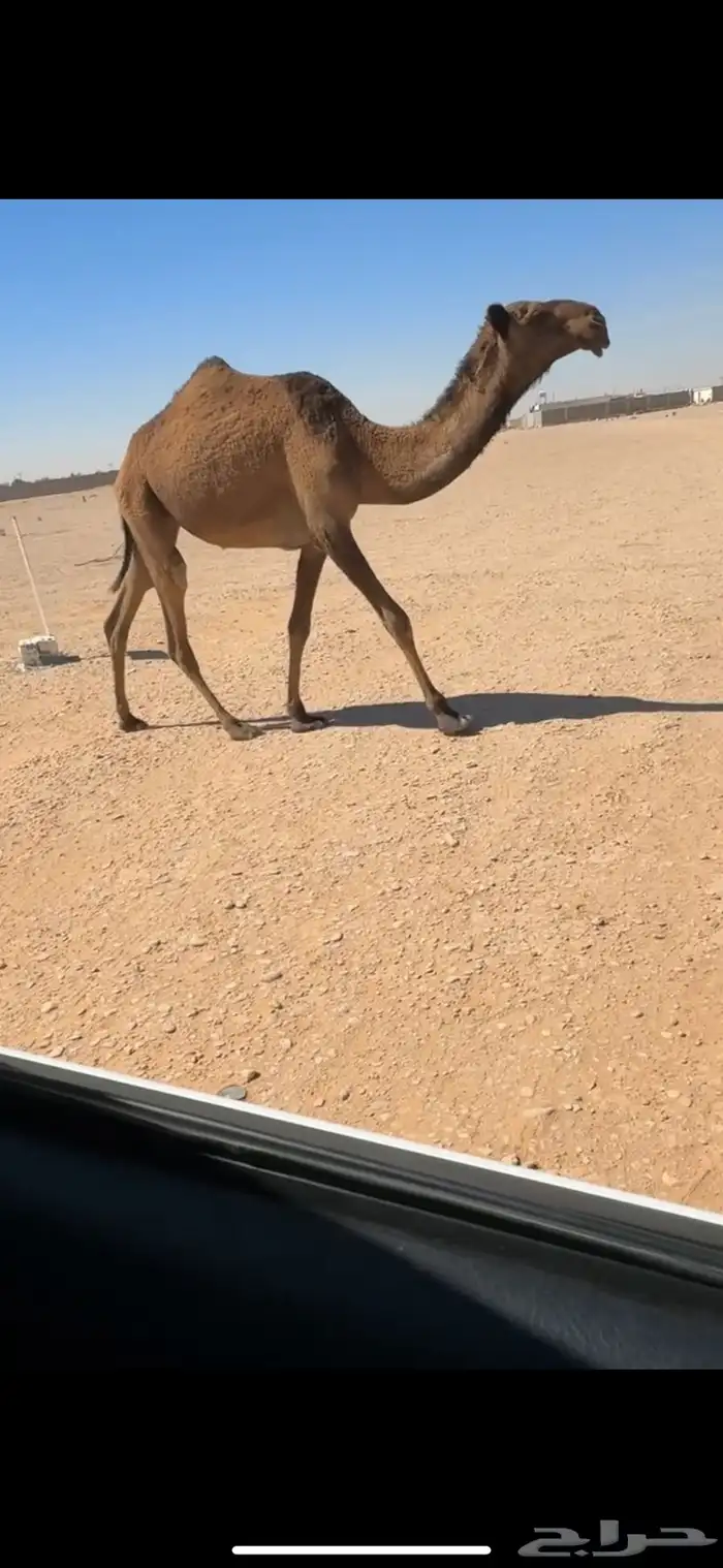 بكرة صفرا طيبه 2