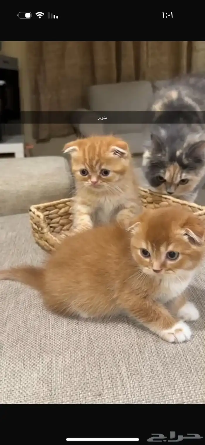 قطط كيتن سكوتش يوجد ذكور للتزاوج 16