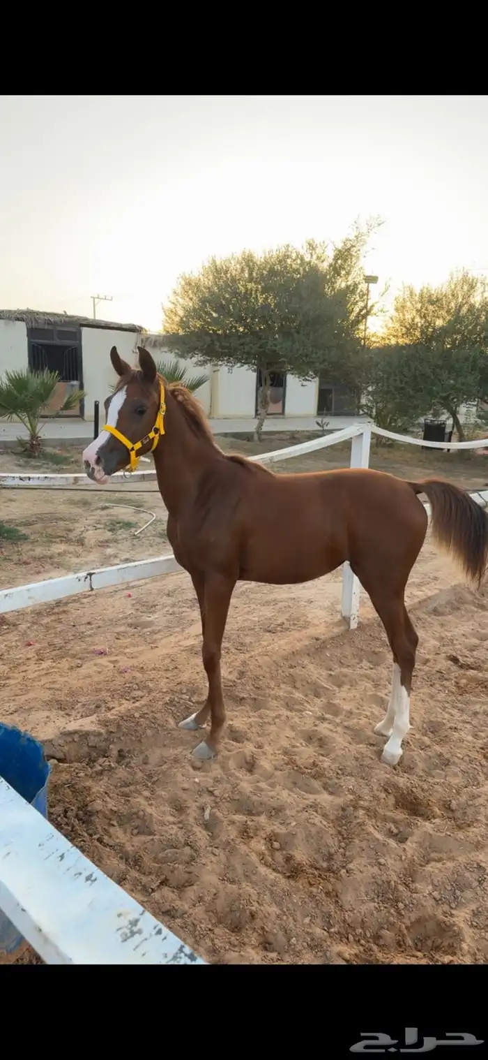 مهره شعبيه فاخره شيخه 0