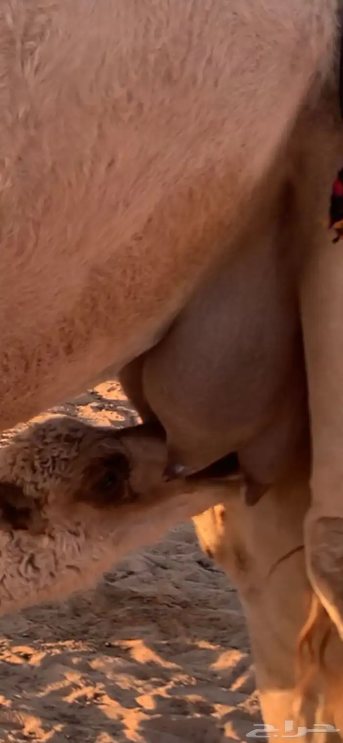 خلفه شقحا ثنو رباع هديه ولدها قعود 4