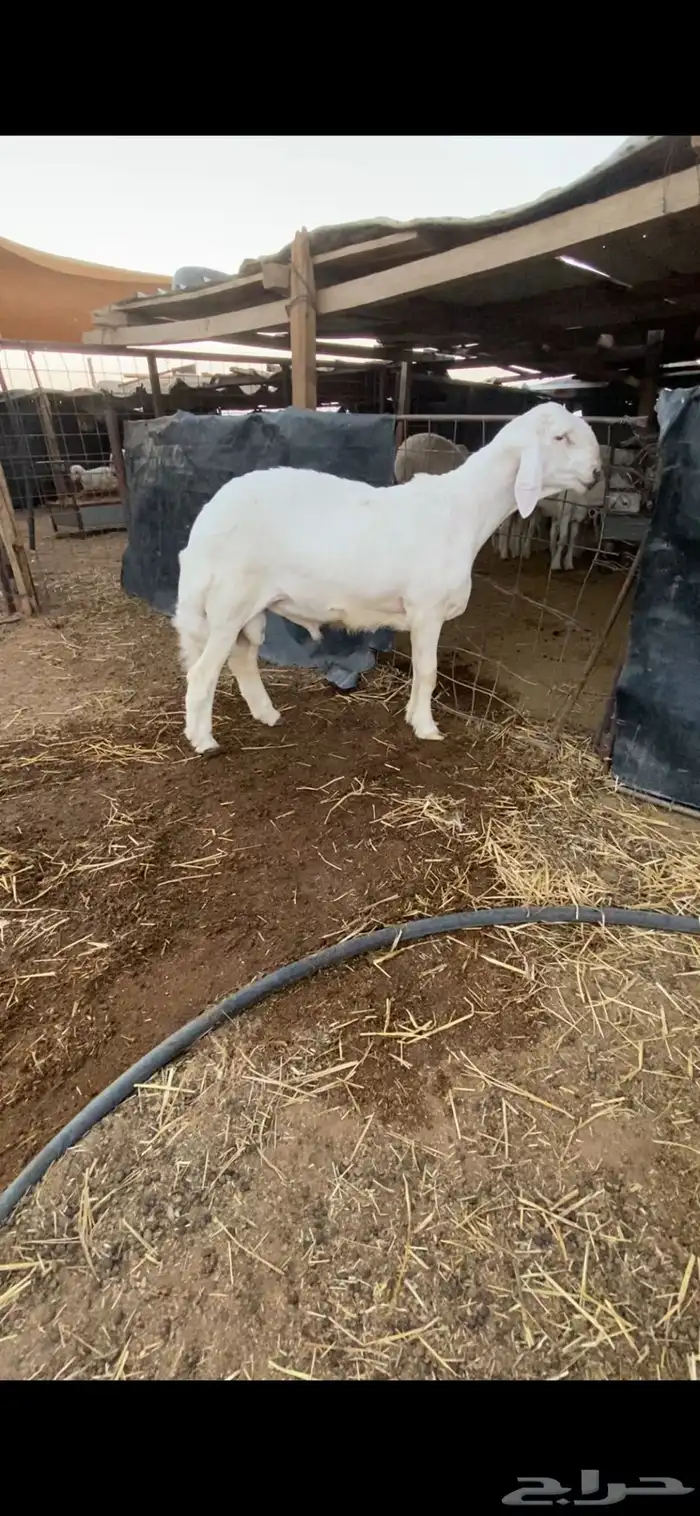 طلي حري خصم راس كارثه مستقبل فحل 5