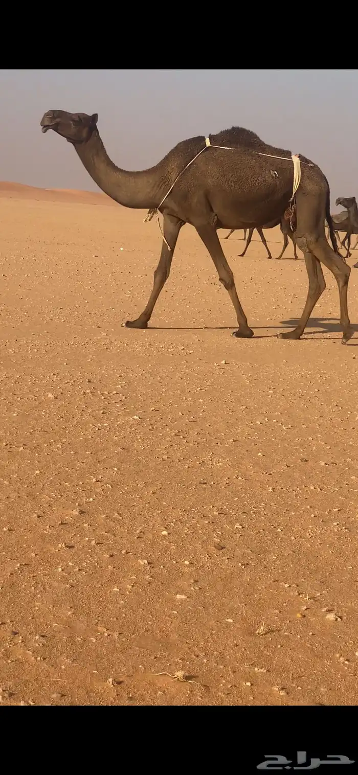 ضروبه مجهم طيبه 0