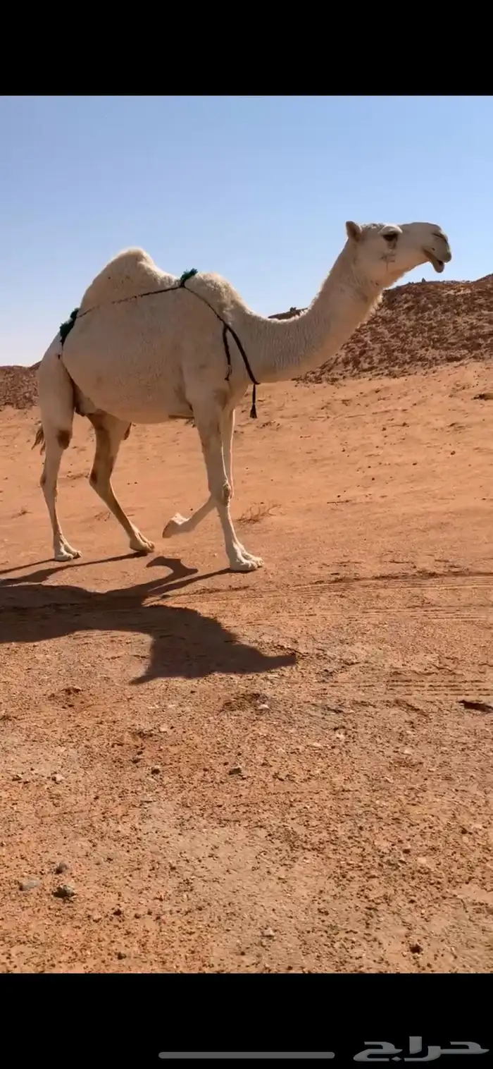 ضروبه مبيوع حاشيها قبل ايام طيبه وهديه وطبعها طيب 3