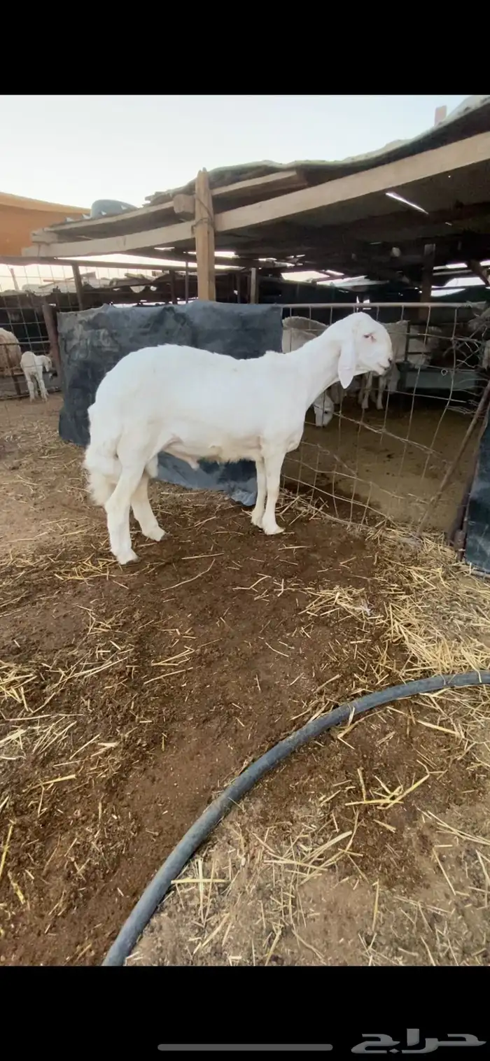 طلي حري خصم راس كارثه مستقبل فحل 6