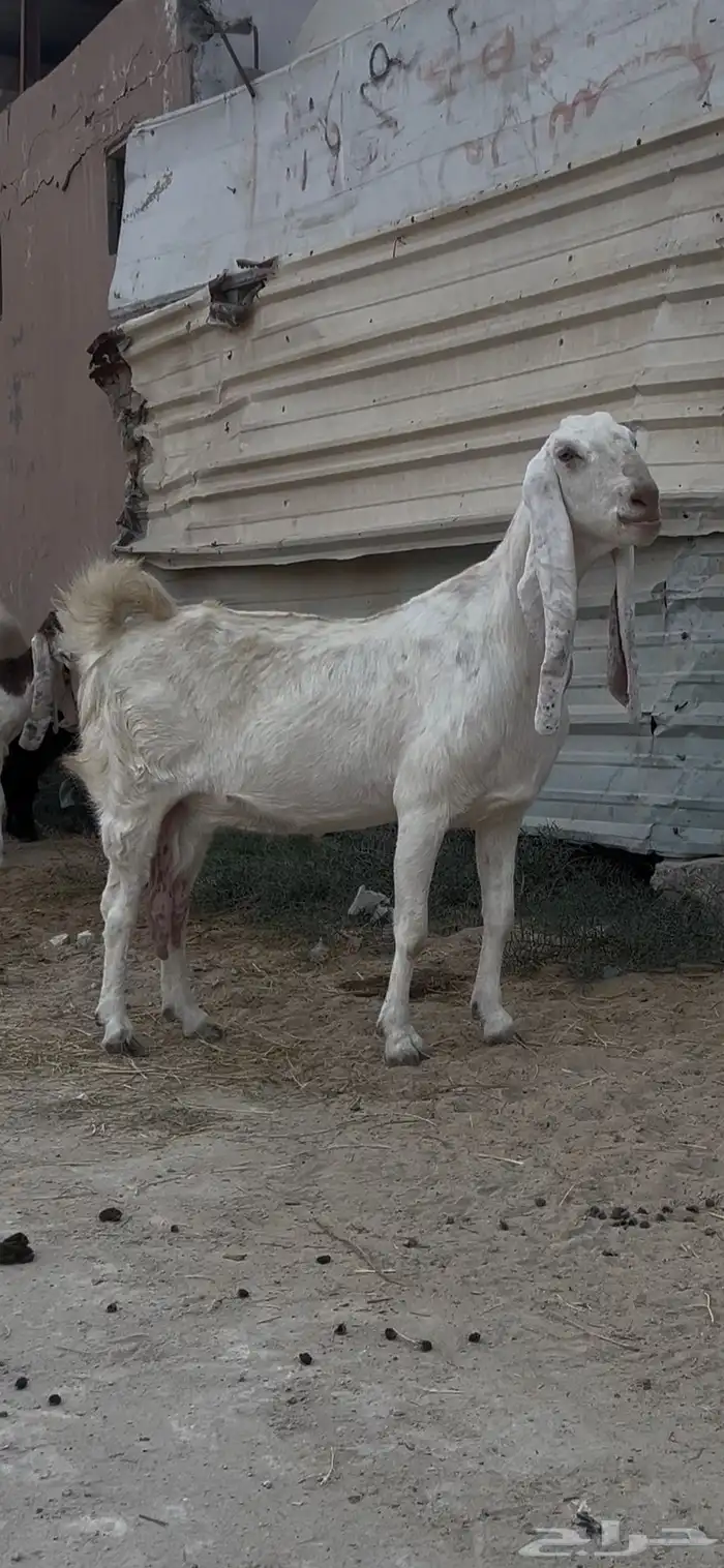 عنز مشروكه كفوو 1