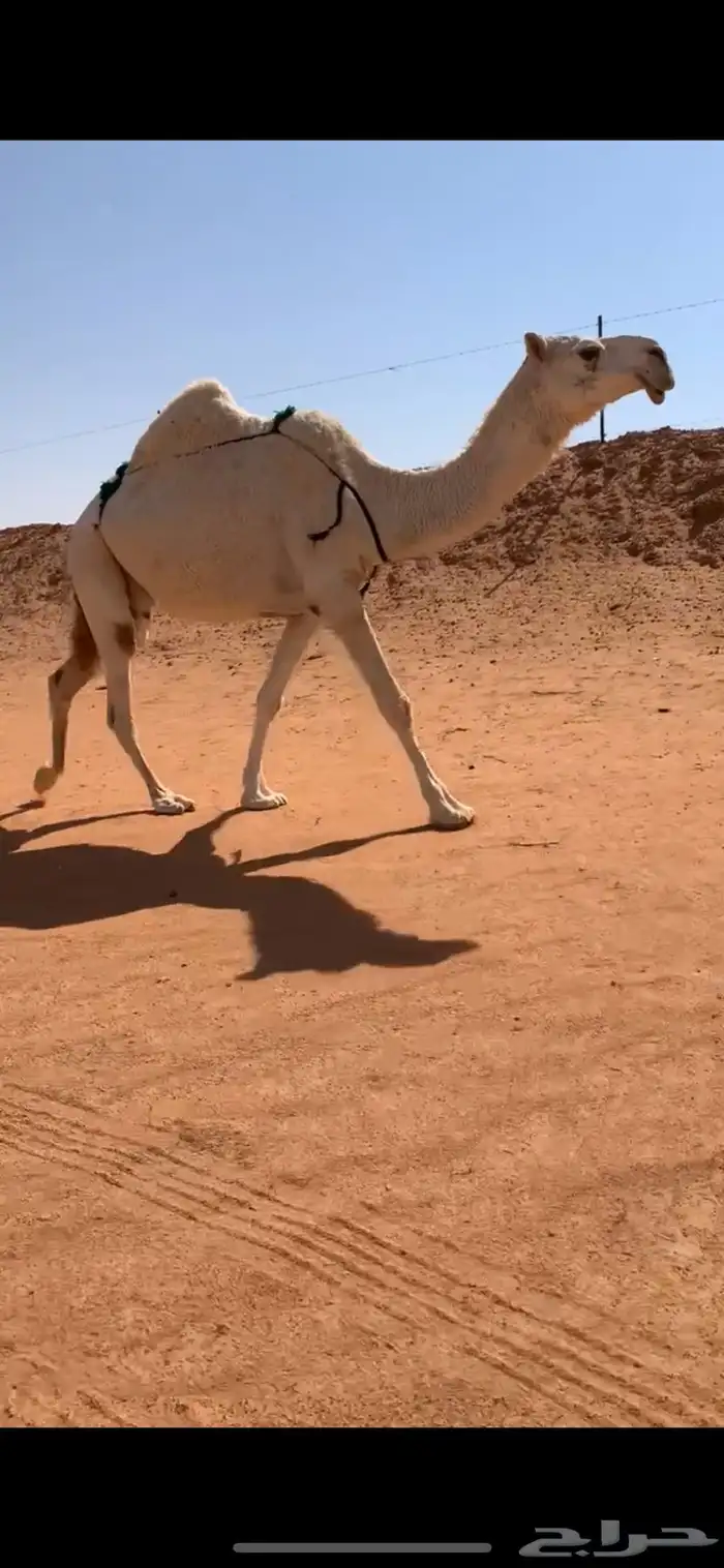 ضروبه مبيوع حاشيها قبل ايام طيبه وهديه وطبعها طيب 5
