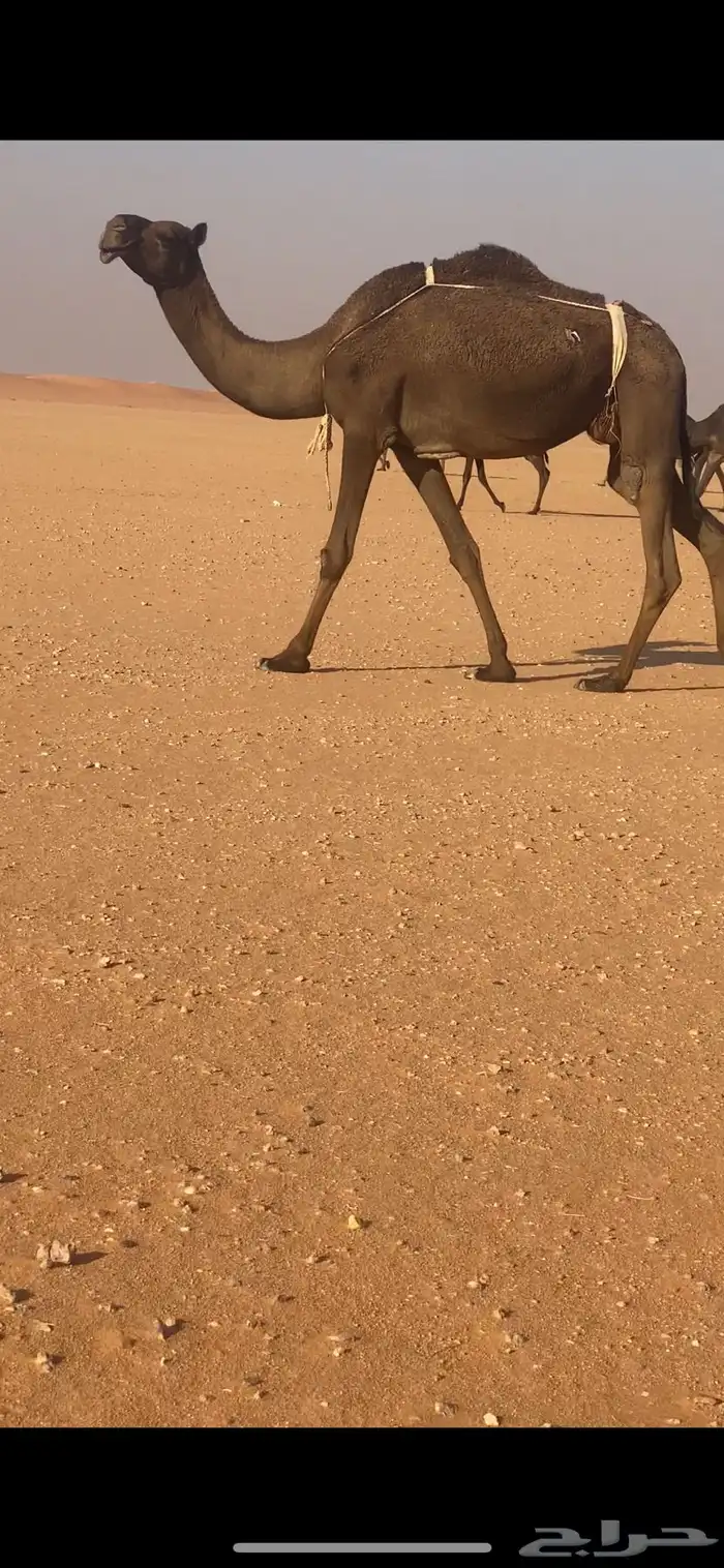 ضروبه مجهم طيبه 1