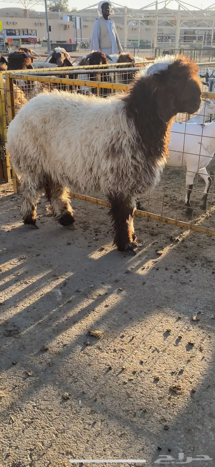 فحول خرفان نعيم 1