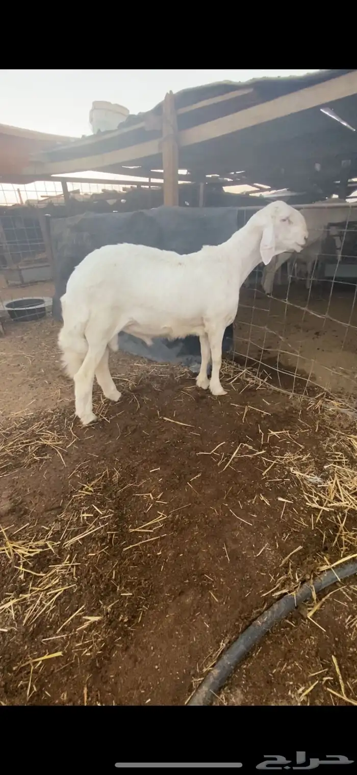 طلي حري خصم راس كارثه مستقبل فحل 7