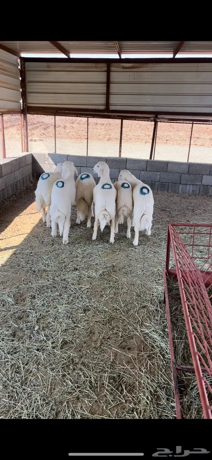 طليان للبيع 2