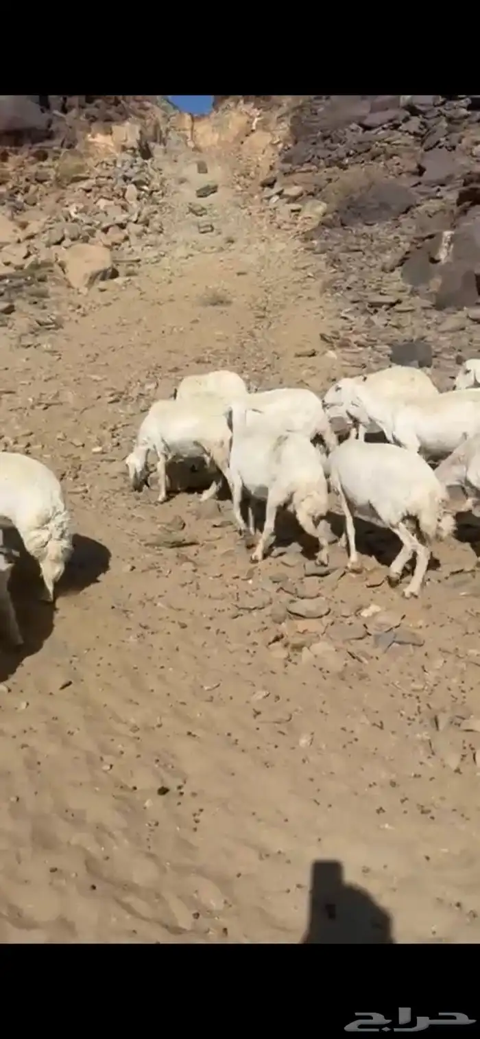 ظان متابيع 0