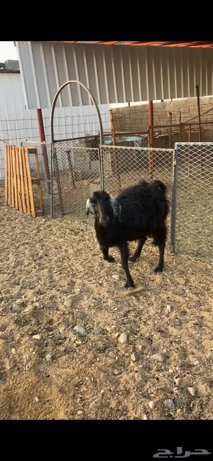 عنز((تم الببيع )) 1