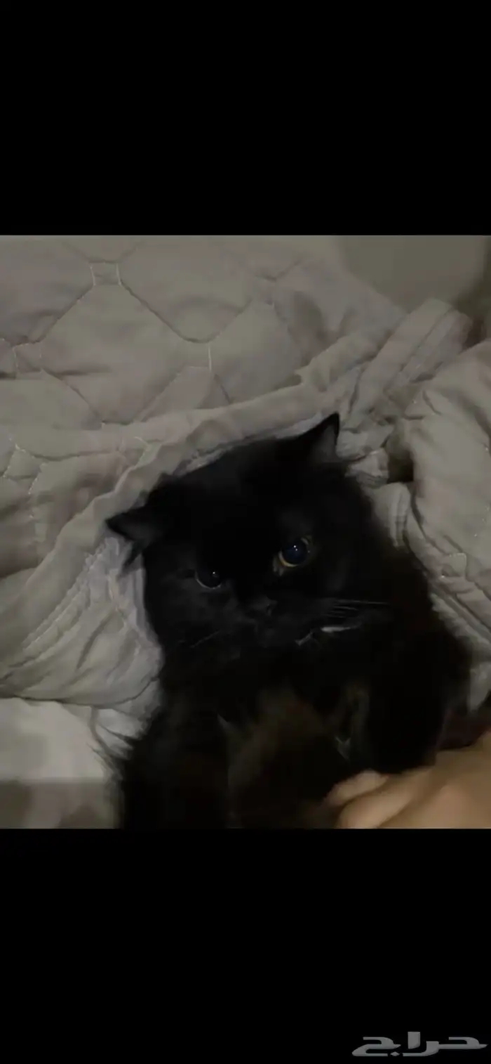 قطط للبيع 8