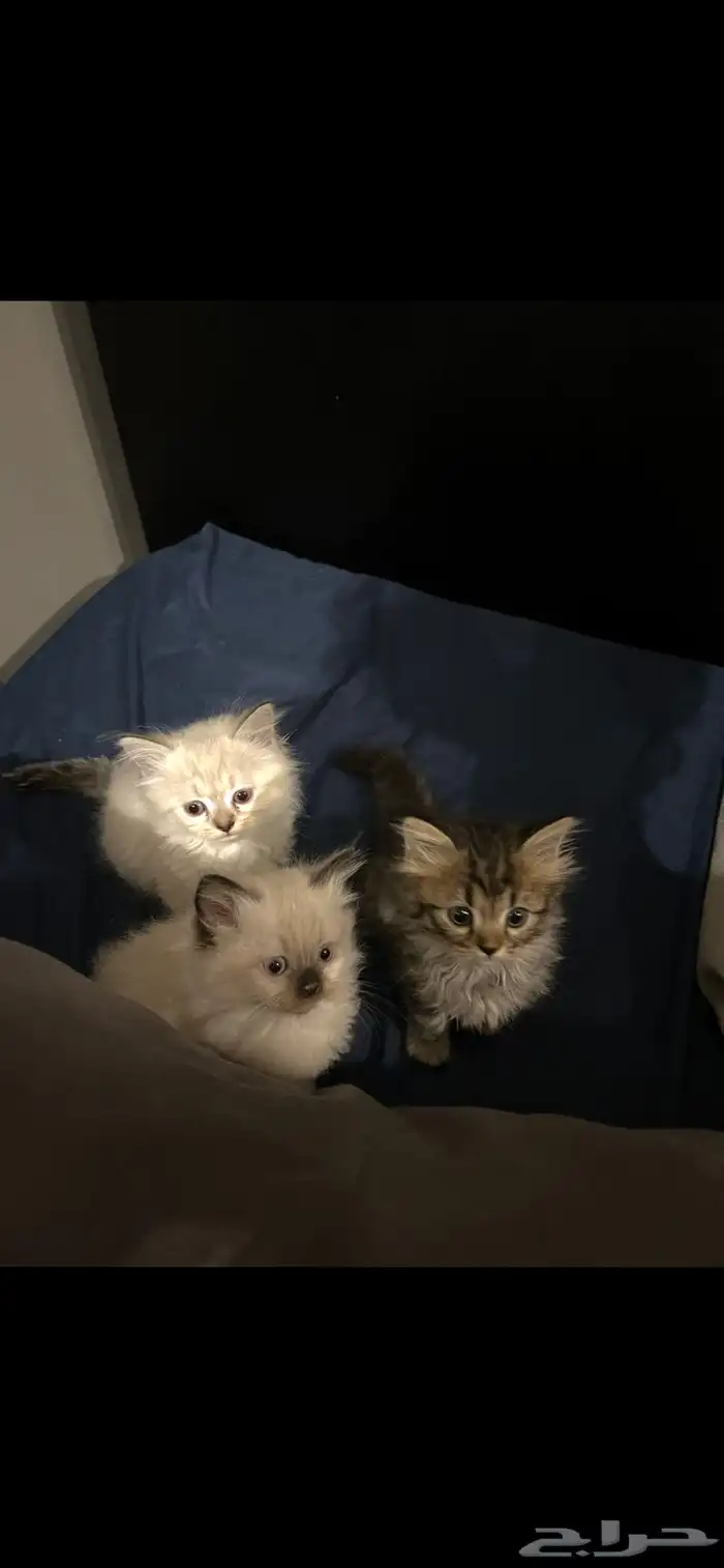 قطط للبيع 6