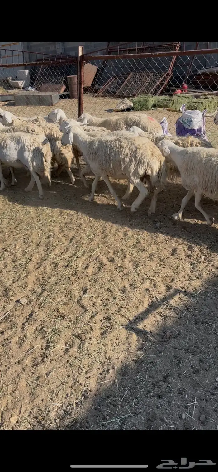 ضان حريات دفيع 18(مبيوعه) 4