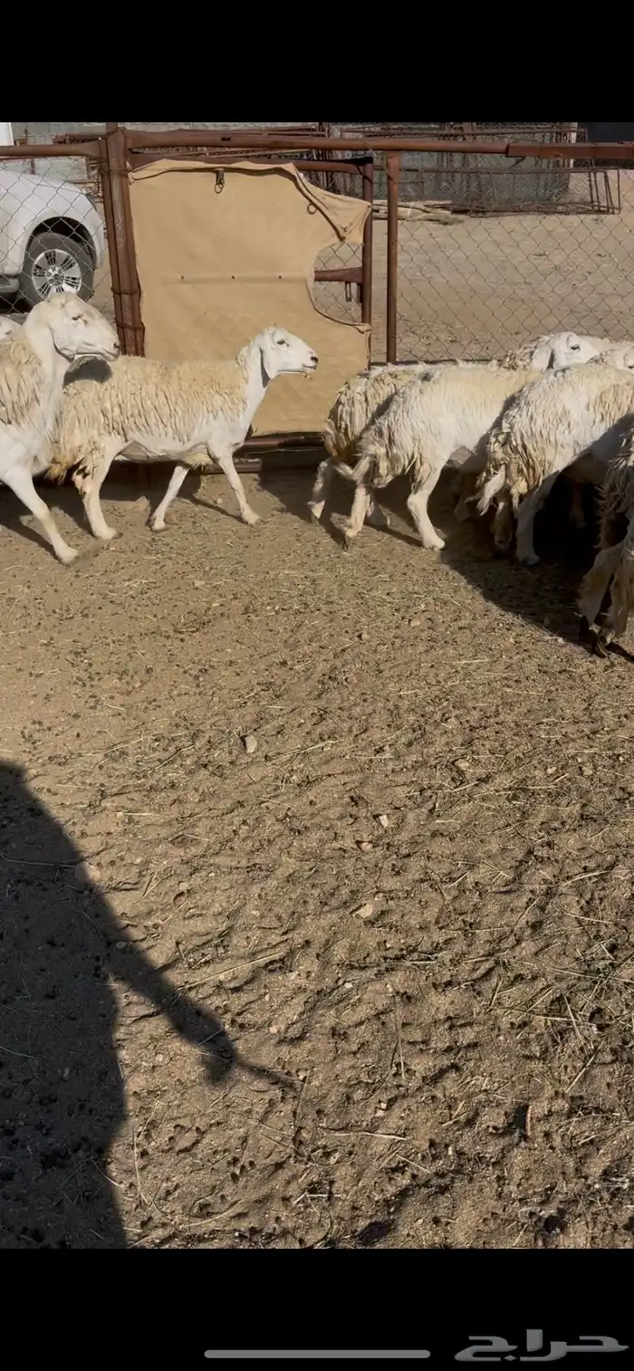 ضان حريات دفيع 18(مبيوعه) 13