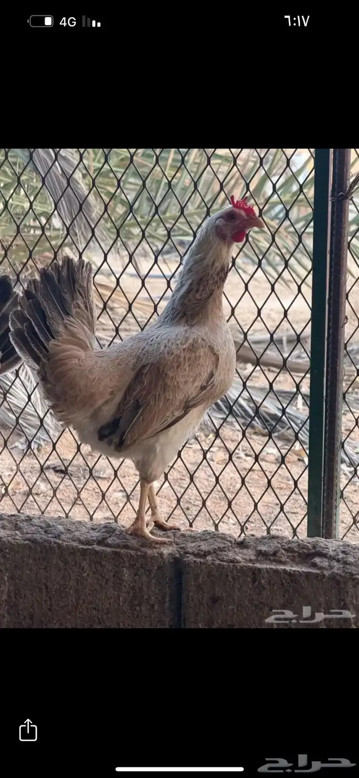 بيض دندراوي 0