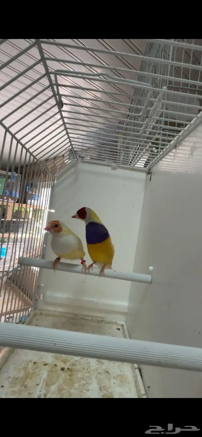 ماشاءالله جوز قولدن منتج 4