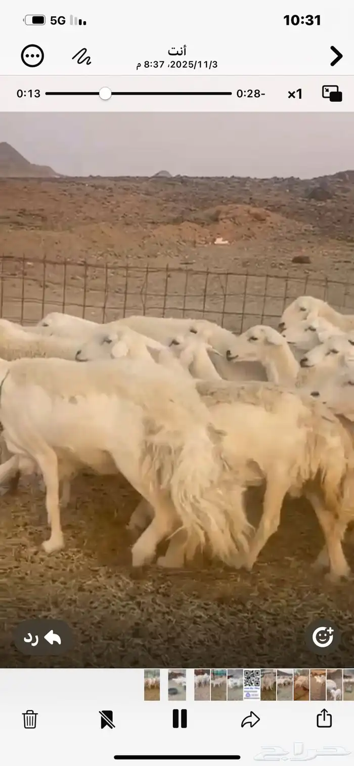 68ضان حريه معها17 2