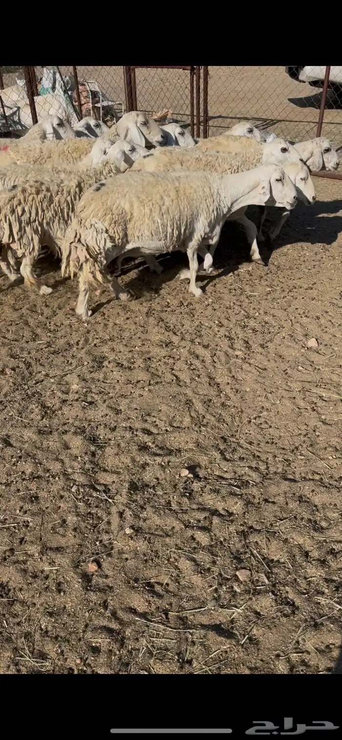 ضان حريات دفيع 18(مبيوعه) 12