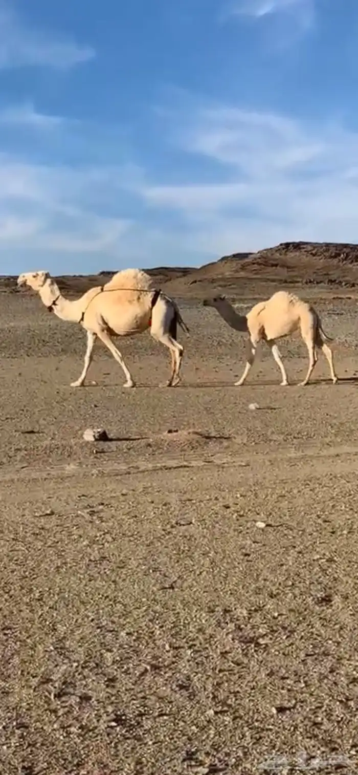 ناقة عفراء ضريبه طيبه بالحيل وبطنها طيب 2