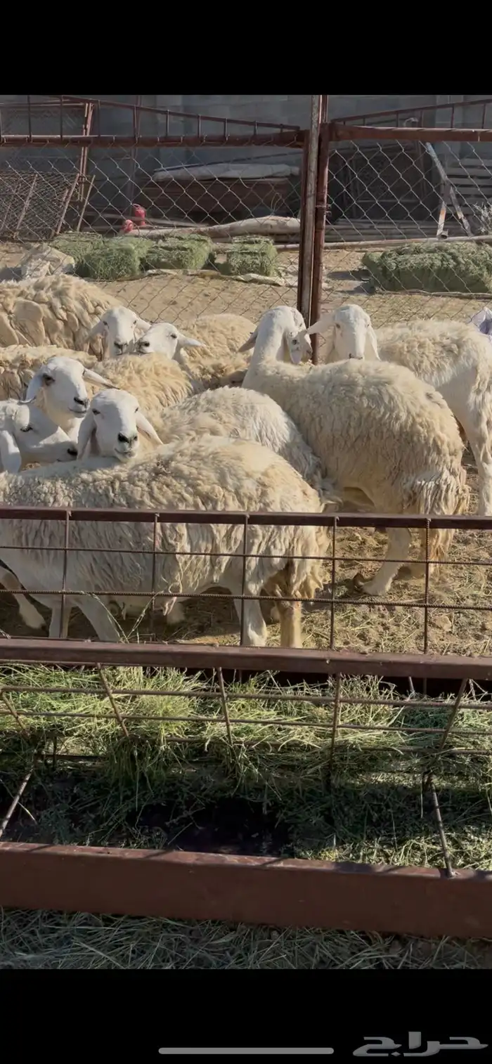 ضان حريات دفيع 18(مبيوعه) 6