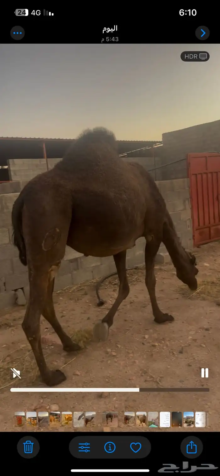 المجهم. لقحه في 7 شهور. رباع مشروطه من كل عيوب الحمراء 3