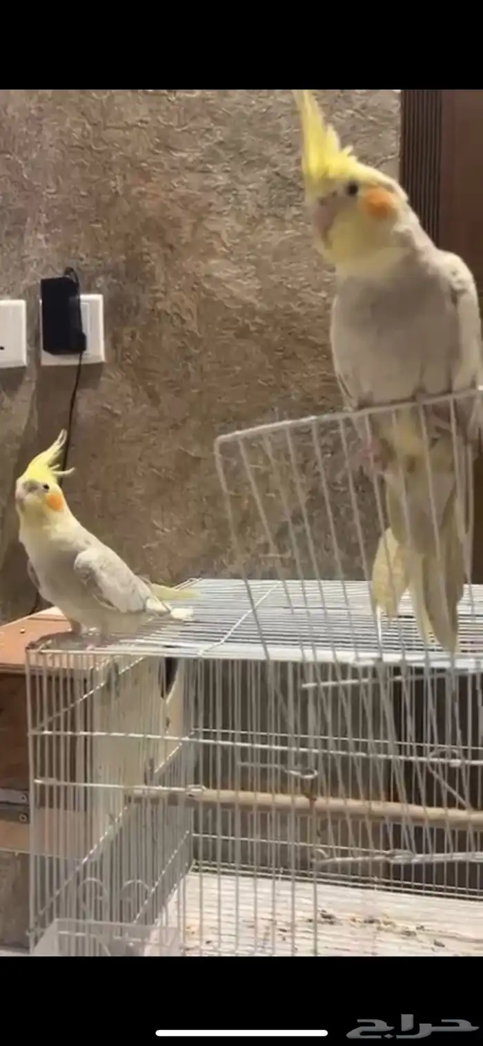 طيور كروان 1