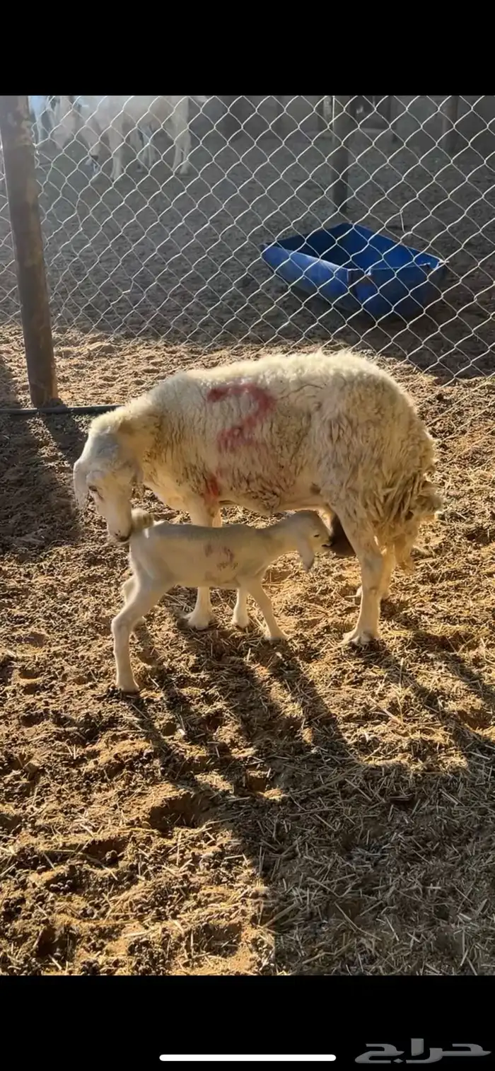 شاه متبع برخله 0