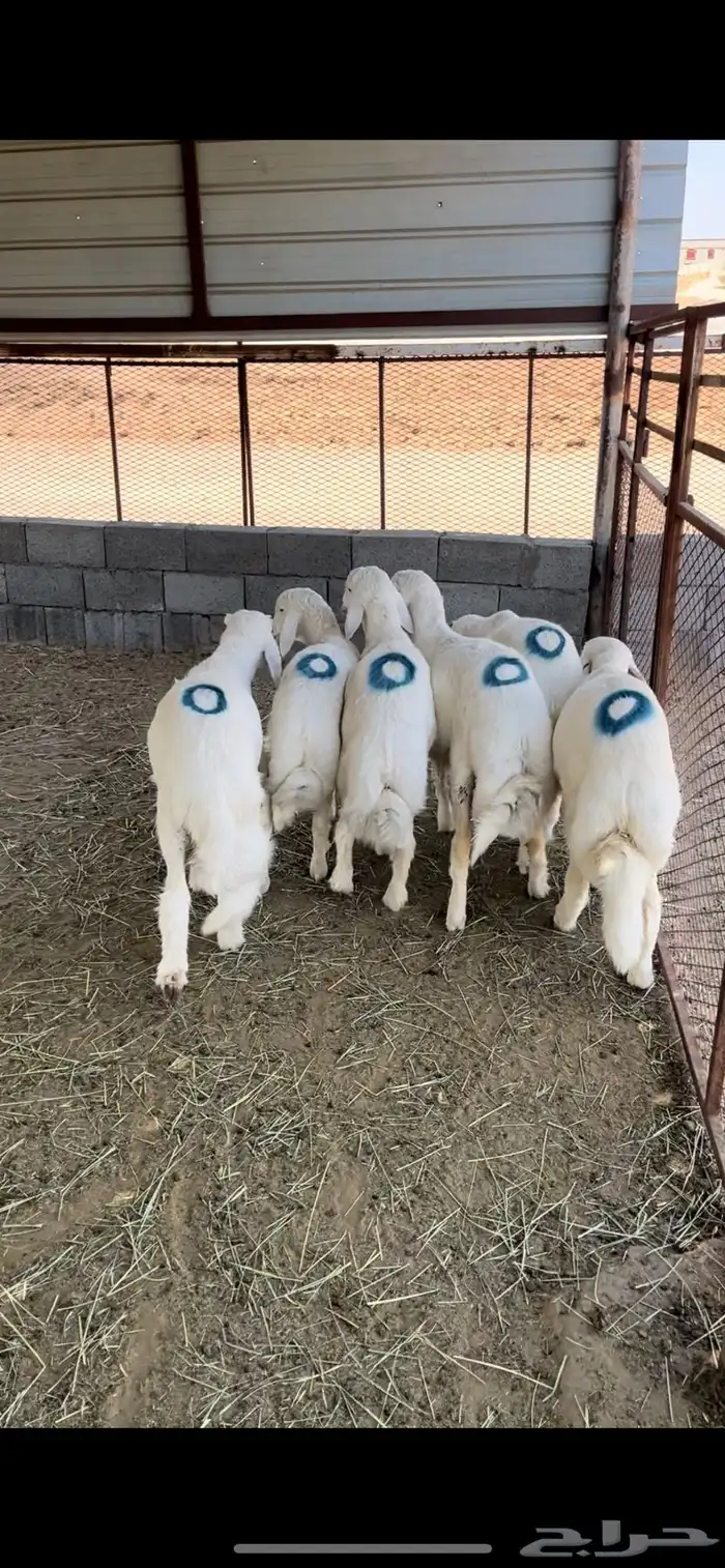 طليان للبيع 1