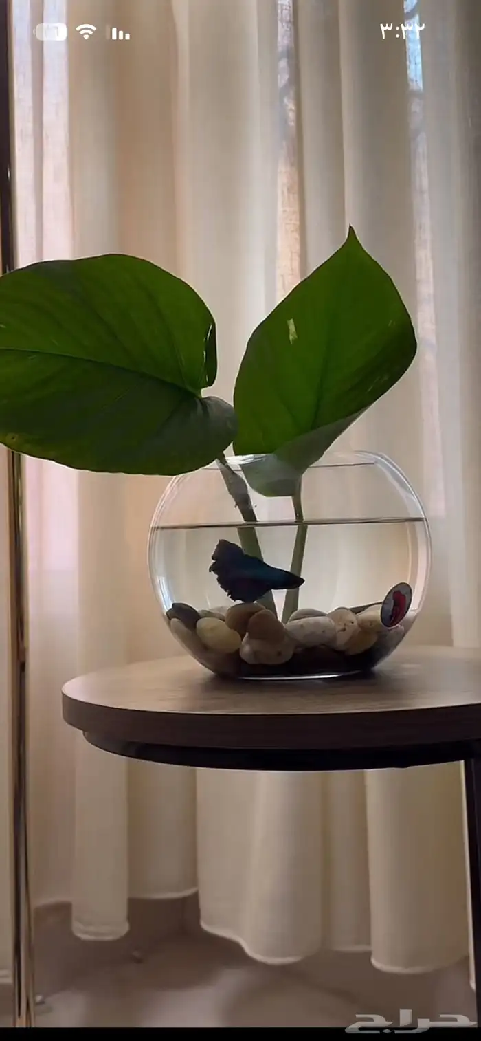 سمك الفايتر لا تحتاج إلا أكسجين 0