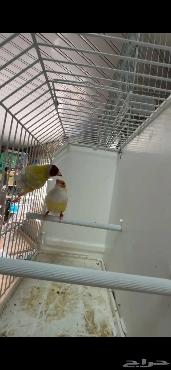 ماشاءالله جوز قولدن منتج 2