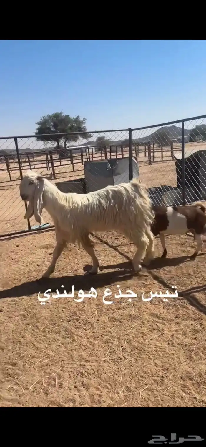 تيس هولندي 0