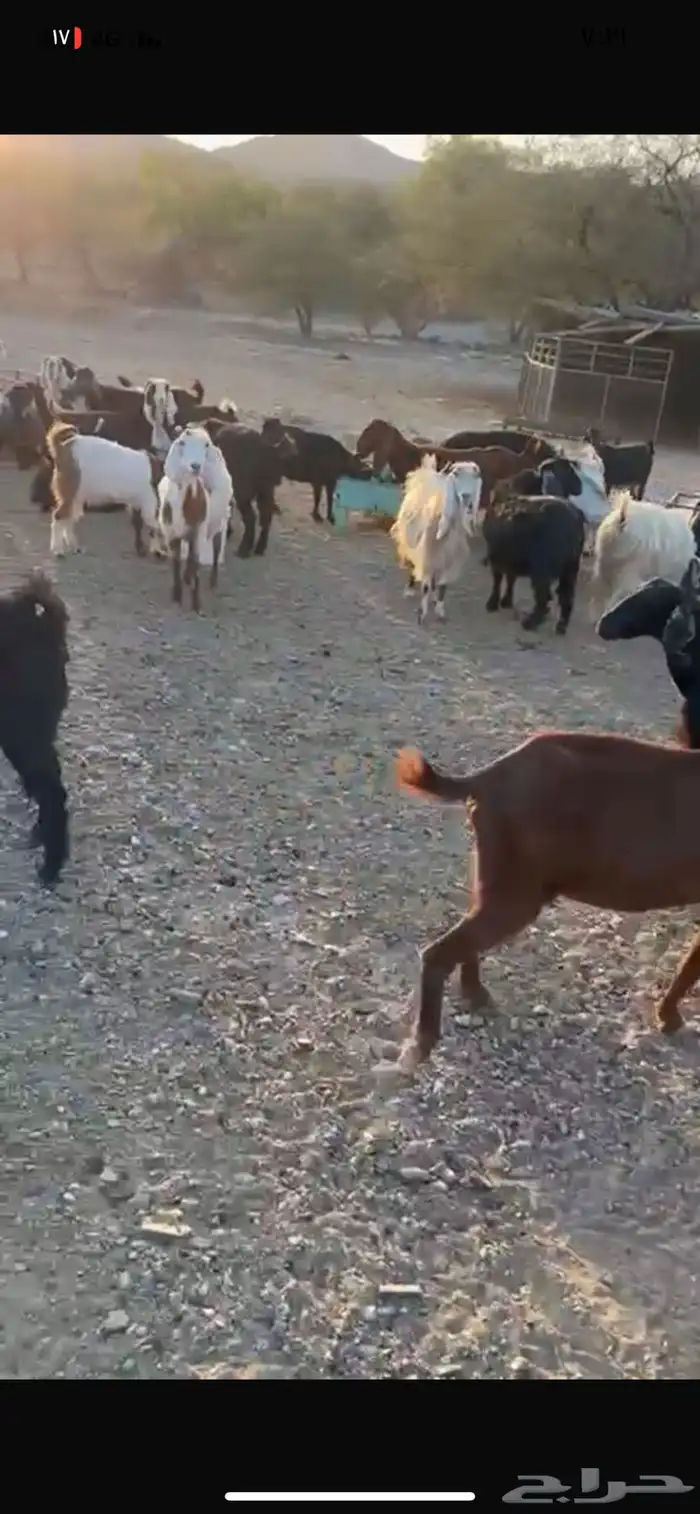 معزا مراح واحد 52 راس 4