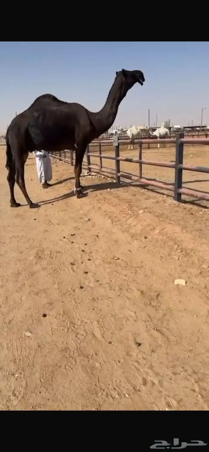 فحل مجهم ثني طيب 1