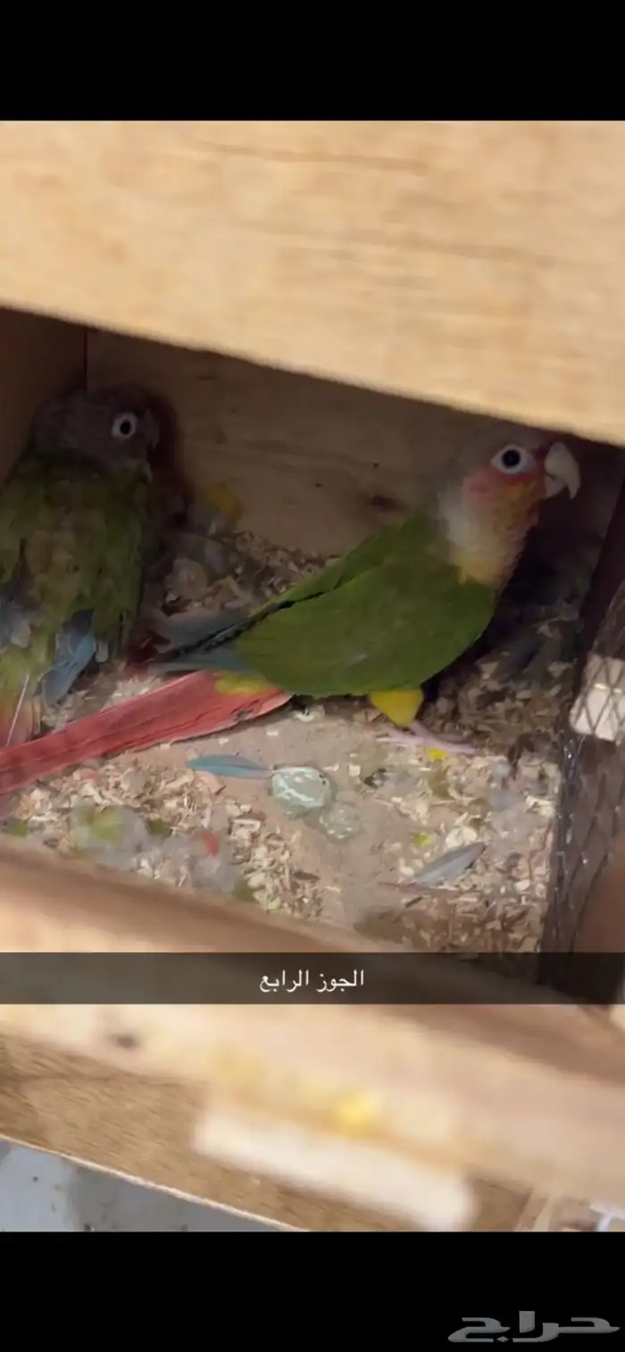 زوج كنيور اناناس رد فاكتور 4 0