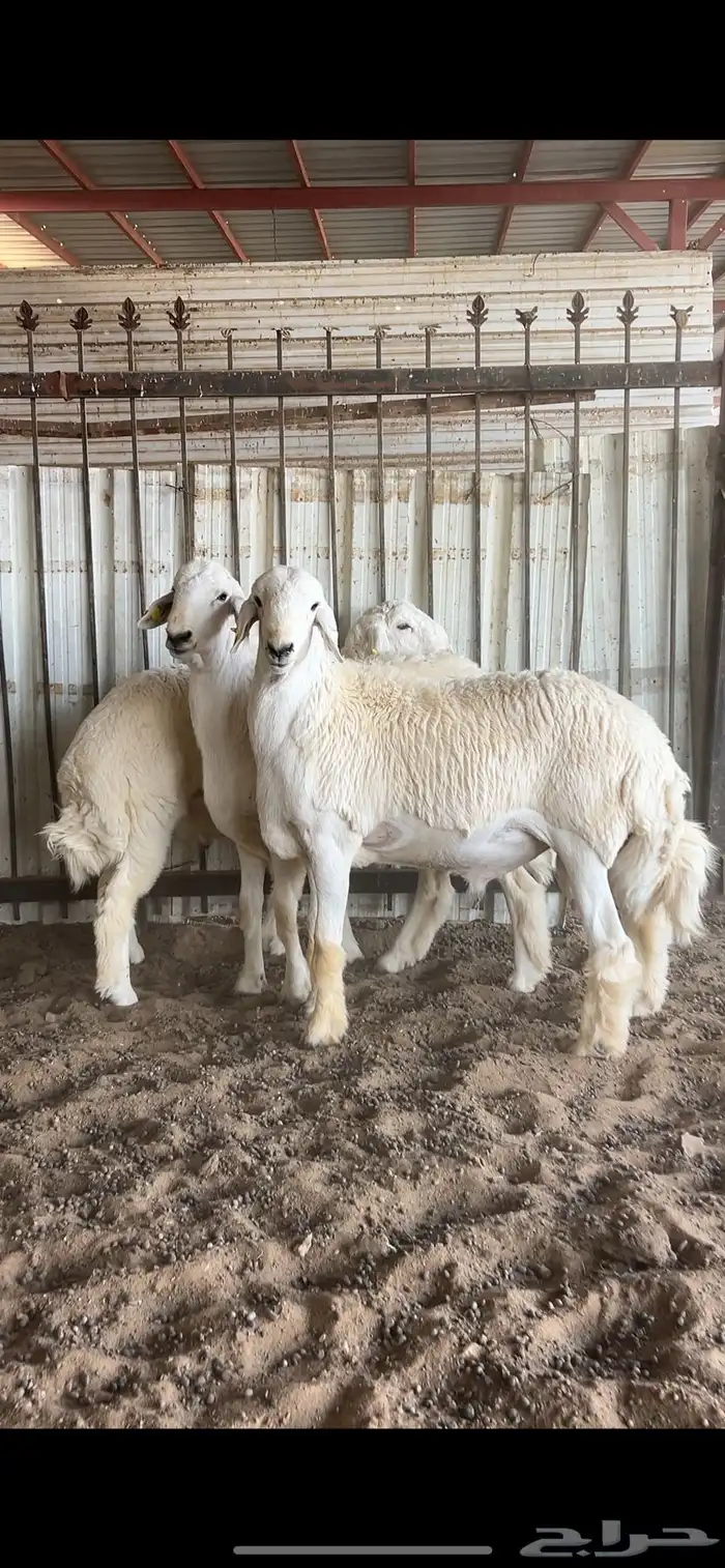 مشروع فحل حري صنف 1