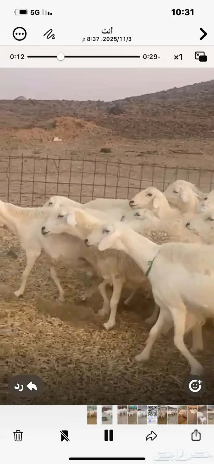 68ضان حريه معها17 1