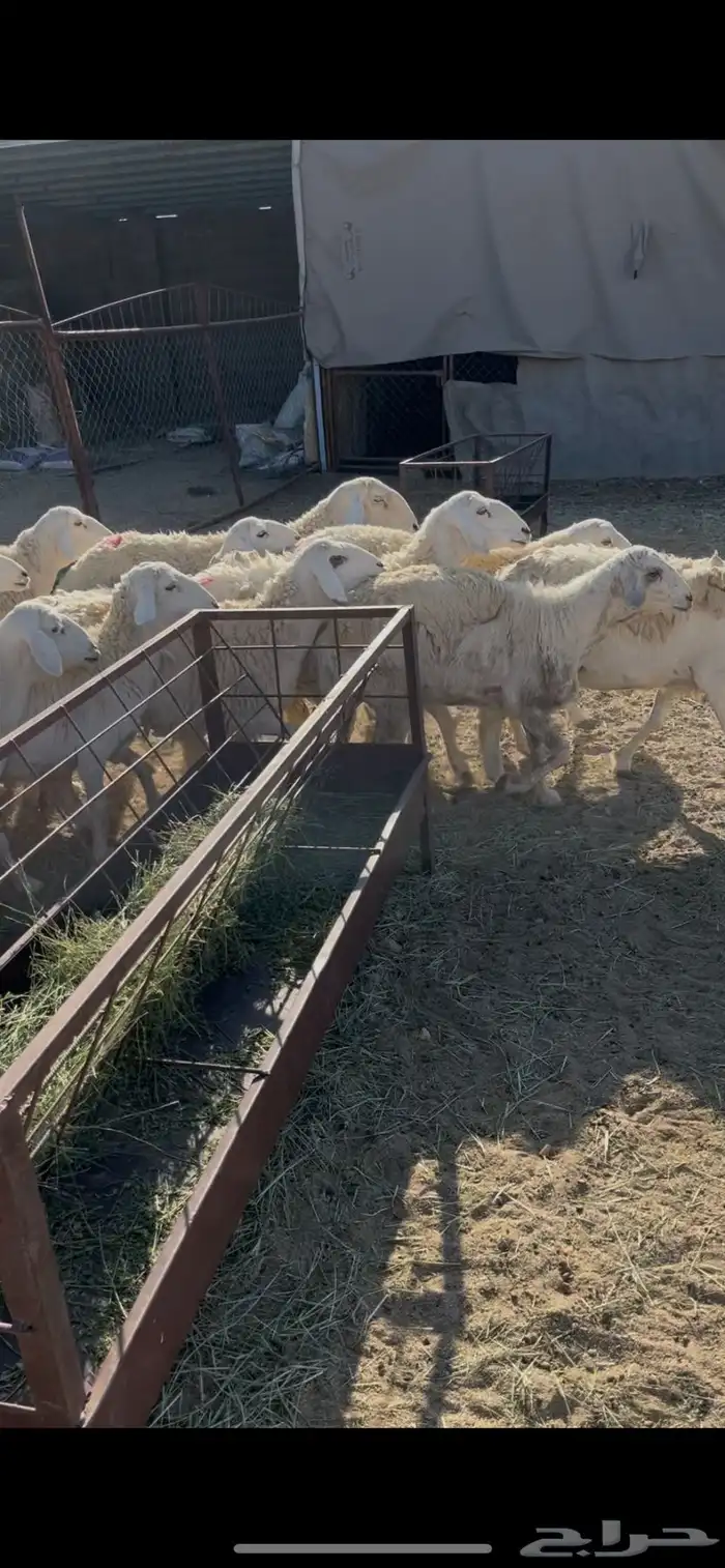 ضان حريات دفيع 18(مبيوعه) 0