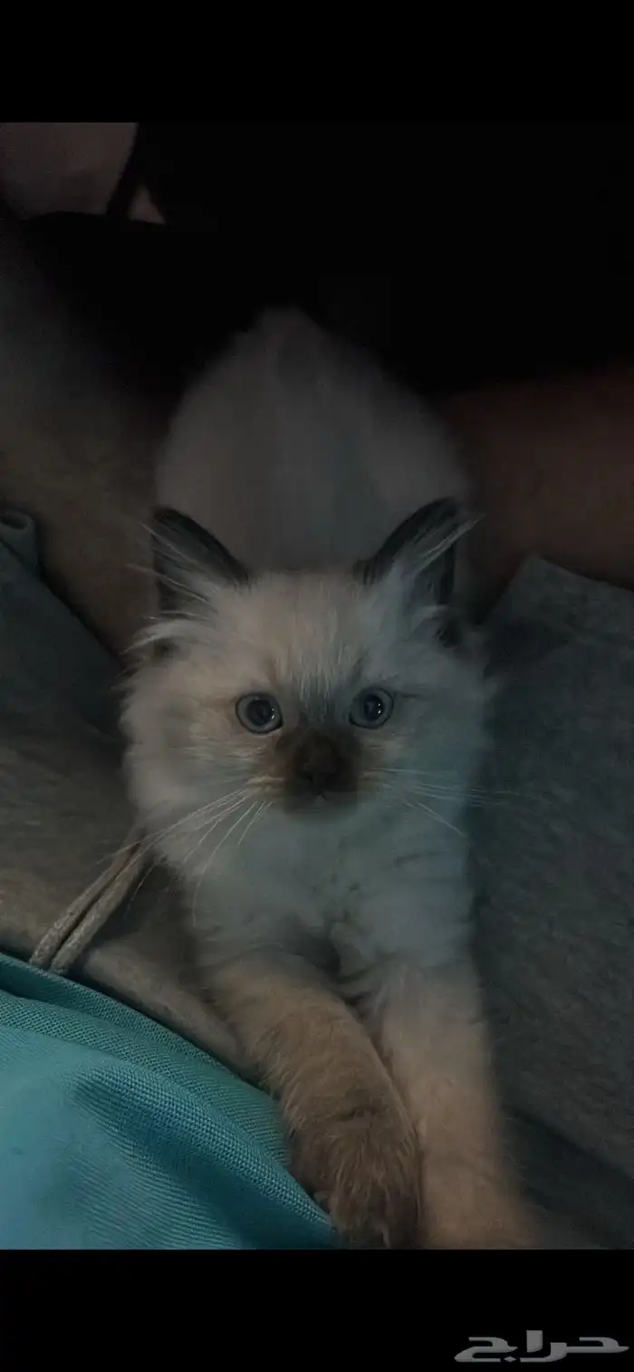 قطط للبيع 1
